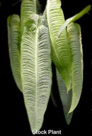 Image result for Anthospermum whyteanum × welwitschii