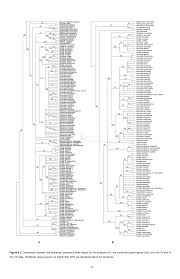 Image result for Synandrodaphne paradoxa