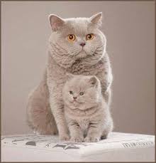Beautiful Boofheads British Shorthair Cute Cats Cute Animals Animals Beautiful