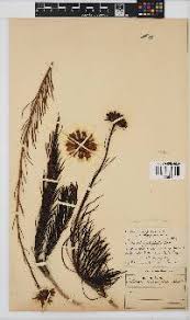 Image result for Callilepis laureola