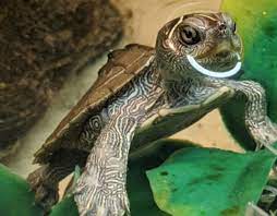 The mississippi map turtle (graptemys pseudogeographica kohni) is a subspecies of land and water turtle belonging to the family emydidae. How To Set Up For A Mississippi Map Turtle Swell Reptiles