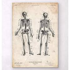 Bone basics and bone anatomy. Human Skeleton Chart Medshop Australia