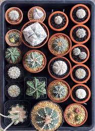 Plants cactus arizona gardening echinocactus grusonii bloom texas plants pink flowers arboretum blooming cactus. Astrophytum Family Cactus Cactus Types Cactus Plants Cactus