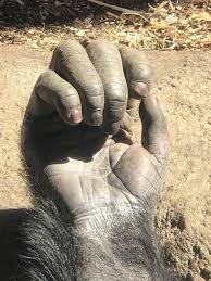 يد قرد الشمبانزي chimpanzee animals beautiful close up photos