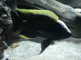 Copadichromis geertsi Thundu added 8 new... - Copadichromis geertsi Thundu  | Facebook