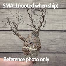 Image result for Pachycarpus firmus