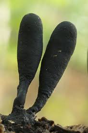 Image result for Xylaria polymorpha