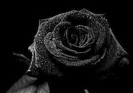 Líneas negras y rosas png. Rosas Negras De Turquia Todo Lo Que Debes Saber De Esta Rara Especie