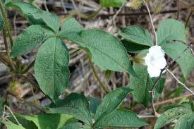 Image result for Merremia