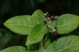 Image result for Chassalia umbraticola