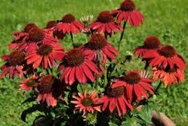 Maybe you would like to learn more about one of these? Tips Information About Coneflower Gardening Know How