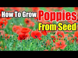 Also, make sure the soil the seeds are planted in is always moist. How To Grow Poppies From Seed Indoors Youtube