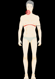 Lymphoma Action Staging Of Lymphoma