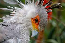 And we agree on that. The Secretary Bird Is So Gorgeous It Could Easily Become A Character In A Pixar Movie Bored Panda