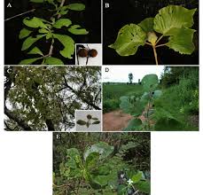 Image result for Catunaregam