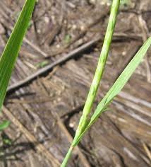 Image result for Rottboellia cochinchinensis