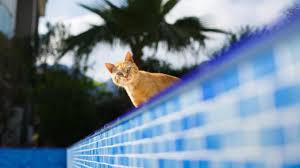 Dann haben wir hier sanfte mittel, um katzen dauerhaft fernzuhalten. So Vertreiben Sie Katzen Von Ihrem Grundstuck Wohnen Xxl