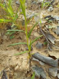 Image result for Euploca strigosa