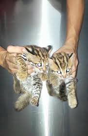 Ocelot Pet For Sale Online Buy Ocelot Kitten Online