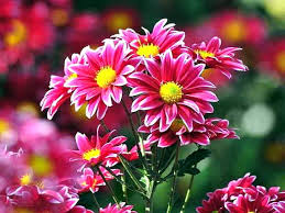 Check spelling or type a new query. Gambar Bunga Krisan Harian Nusantara