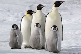 Le Manchot Empereur Ce Papa Poule Manchot Empereur Manchot Pingouin Manchot