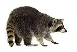 Check 'racun' translations into english. Portuguese Translation Of Raccoon Collins English Portuguese Dictionary