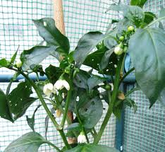 In big box stores, diseases can spread more quickly amidst large numbers of plants grown in industrial greenhouses. How To Grow Sweet Bell Peppers In Containers And Pots Dengarden