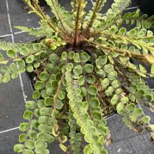 Image result for Blechnum tabulare