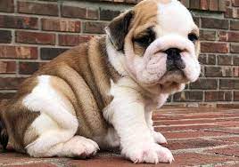 Well Socialized Miniature English Bulldog Puppies California Los Angeles 202149 Well Social English Bulldog Puppies Bulldog Puppies Bulldog Puppies For Sale