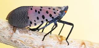 Image result for Scleria delicatula