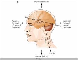 Rostral Caudal Dorsal Ventral Print For Mondays Neuro Quiz Anatomy And Physiology Brain Anatomy Psychology