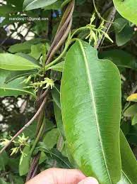 Image result for Cryptolepis obtusa