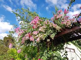 Image result for Nyctaginaceae