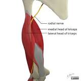 Image result for the humerus has a landmark called the , which marks the course of the radial nerve