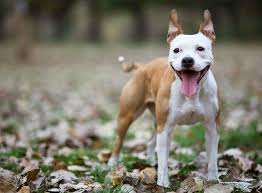 American staffordshire terrier, dog breed developed in the united states and based on the smaller british staffordshire bull terrier. American Staffordshire Terrier Im Rasseportrait Zooroyal Magazin