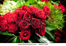 Bildergebnis für beautiful roses