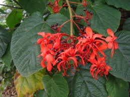 Image result for Clerodendrum poggei