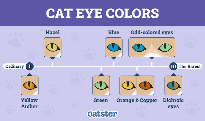 8 Types of Cat Eye Colors and Their Rarity (With Pictures) — Catster