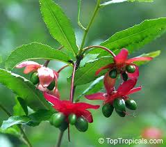 Image result for Ochna