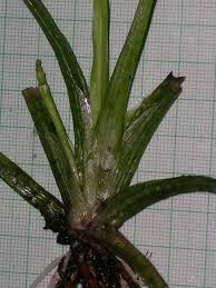 Image result for Wiesneria