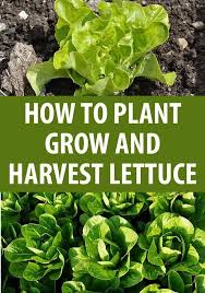 How To Plant Care Harvest Lettuce How To Harvest Lettuce Growing Lettuce Growing Lettuce Indoors