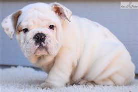 Bulldogs happen to be one of the most popular dog breeds in america, so you'll definitely be able to find one right now! Bo English Bulldog Puppy For Sale Near Dallas Fort Worth Texas Bada33af E1f1