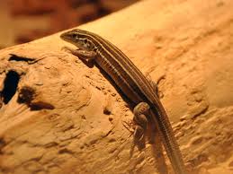 The new mexico whiptail lizard is a crossbreed of a western whiptail, which lives in the desert, and the little striped whiptail, which favors grasslands. Clear Animals