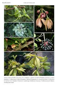 Image result for Monoon