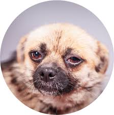 One of our care coordinators would love to help. At Home Euthanasia East Bay Peaceful Pet Passing