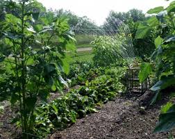 Vegetable garden design how to plant your veggie patch. Smart Watering In The Vegetable Garden Gardening In Michigan