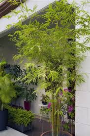 Pin By Bernhard Zauner On Terrace In 2020 Little Garden Plants Beauty Shop Decor