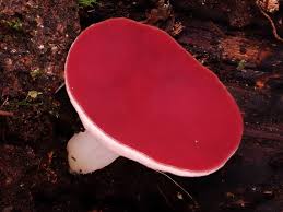 Image result for Merulius incarnatus