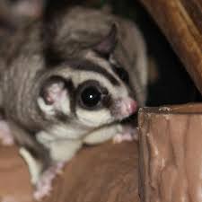 9 Jenis Sugar Glider Termahal Yang Paling Banyak Diminati Lucu Dan Imut Hot Liputan6 Com