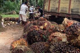 Buah dari kelapa sawit merupakan bagian yang popular untuk diolah. Harga Tandan Buah Segar Kelapa Sawit Anjlok